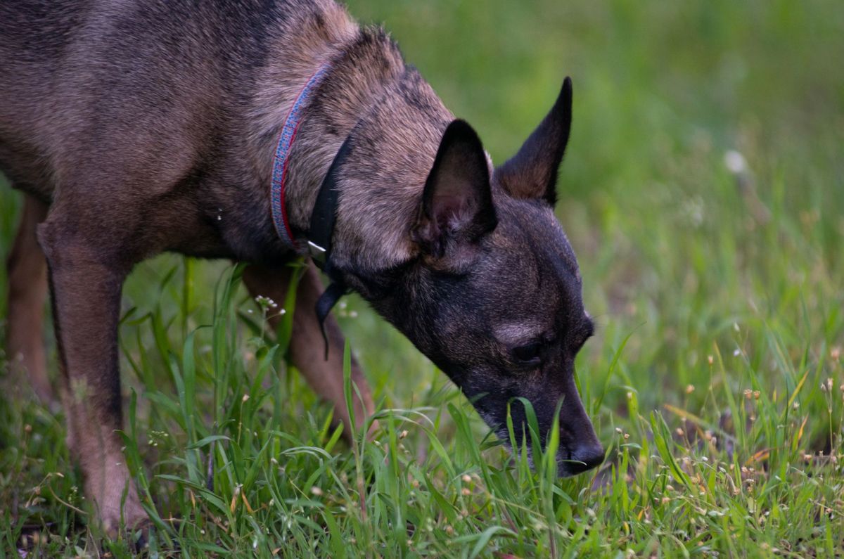 Dog wearing a collar sniffing the grass