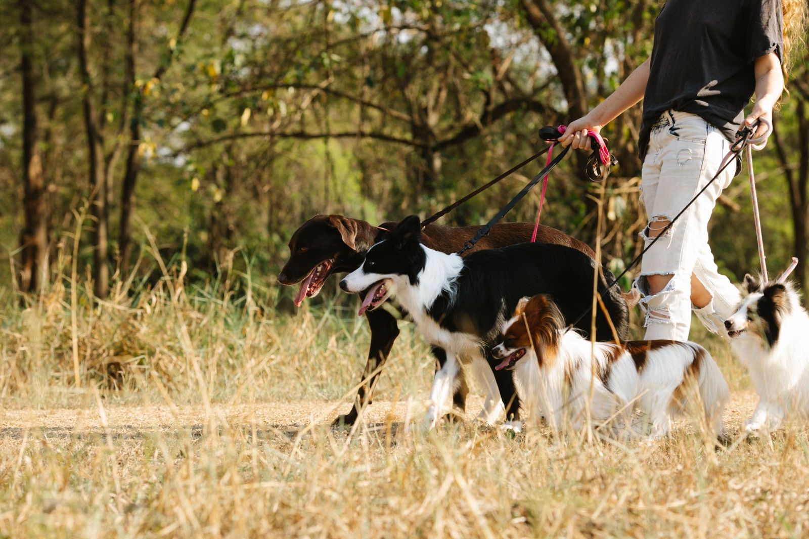 Group of dogs on leashes in a park