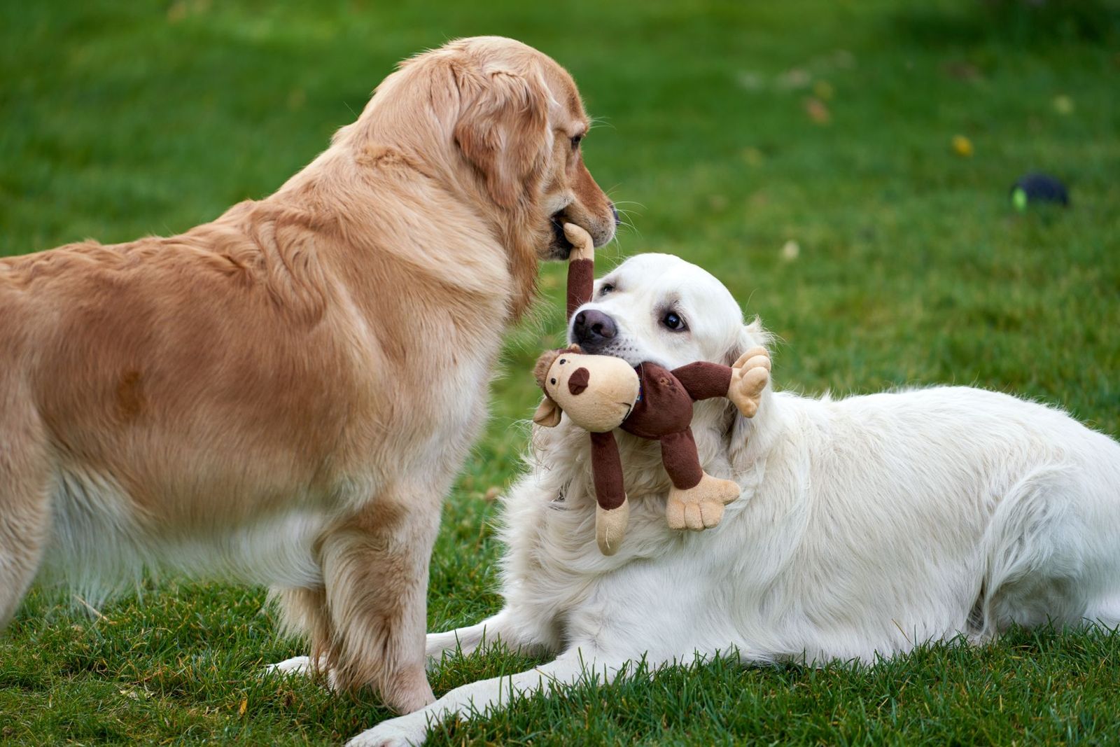 Golden retrievers with a plush toy