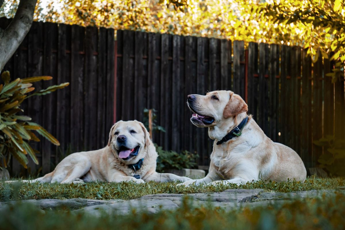 Two Labradors resting in a sunny fenced backyard