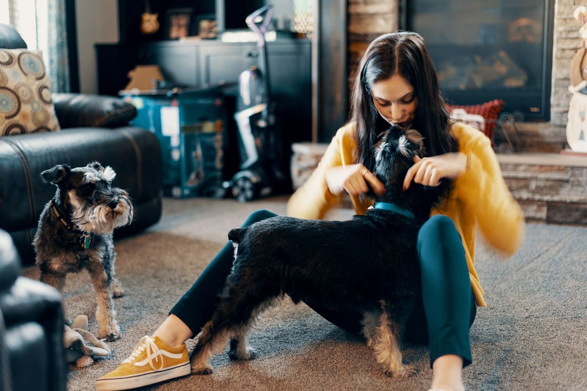 Pet sitter playing with two schnauzers at home