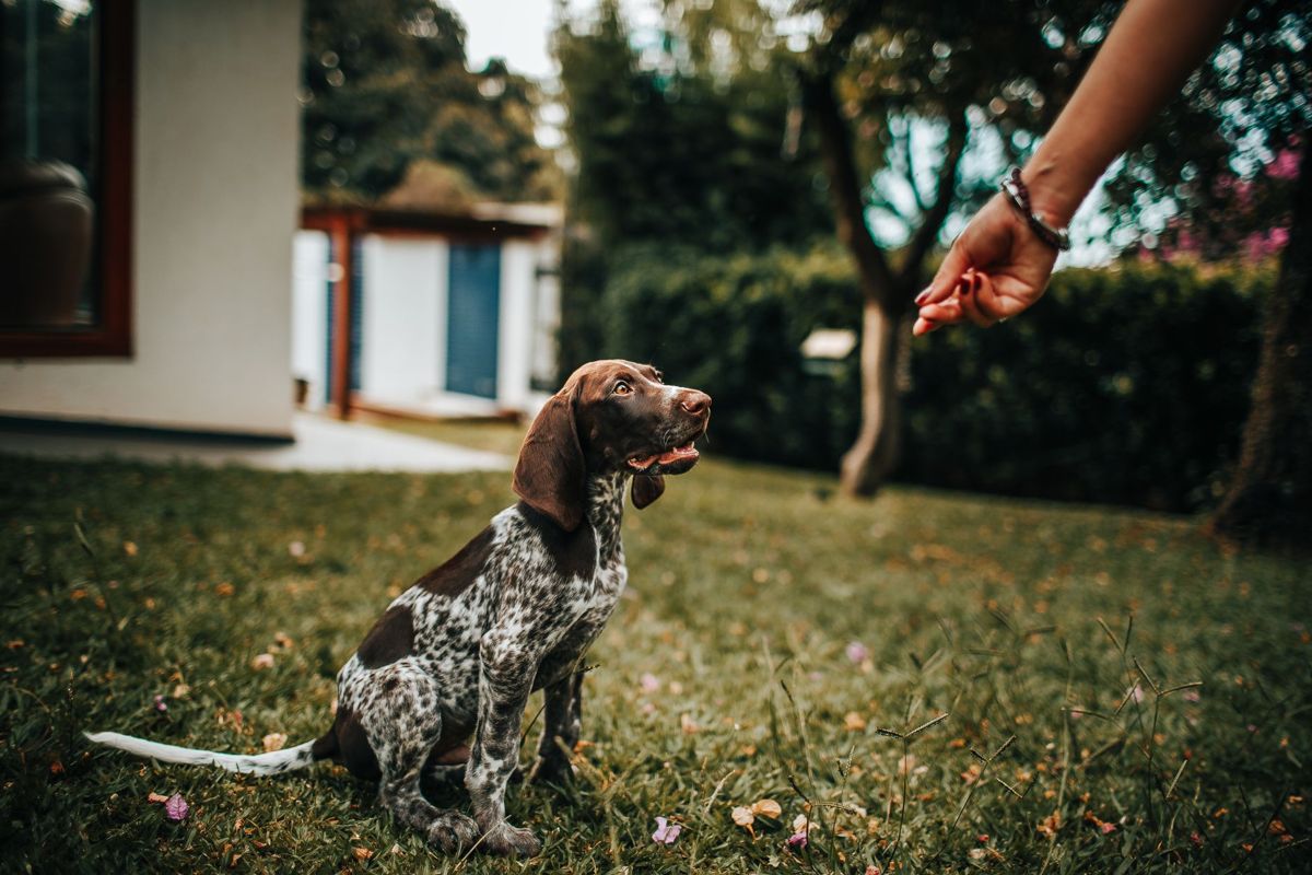 Puppy learning a command for a treat