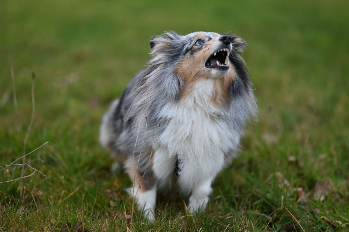 Sheltie barking on a grassy field