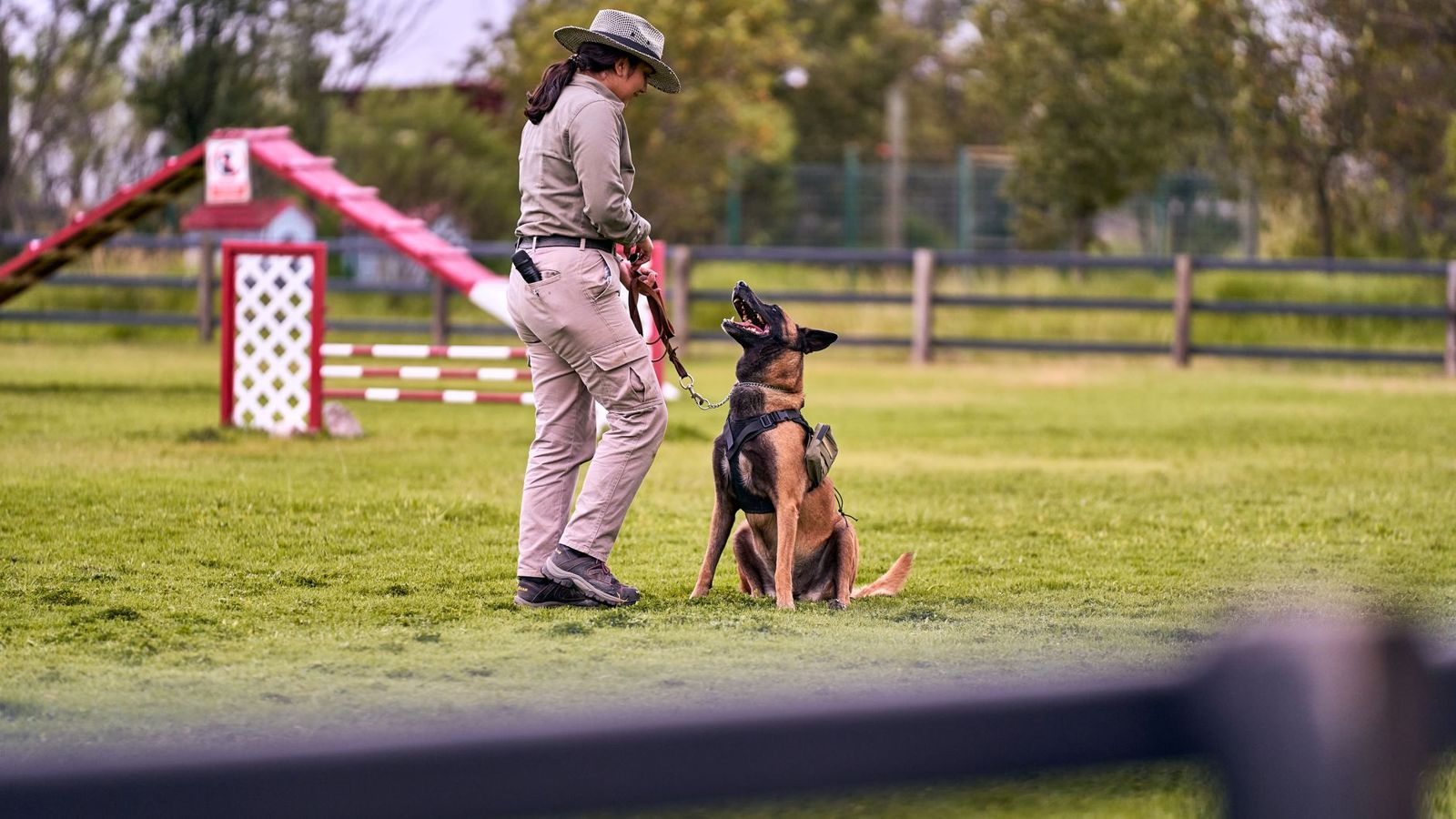 Trainer working with a collared dog in a sit during obedience training