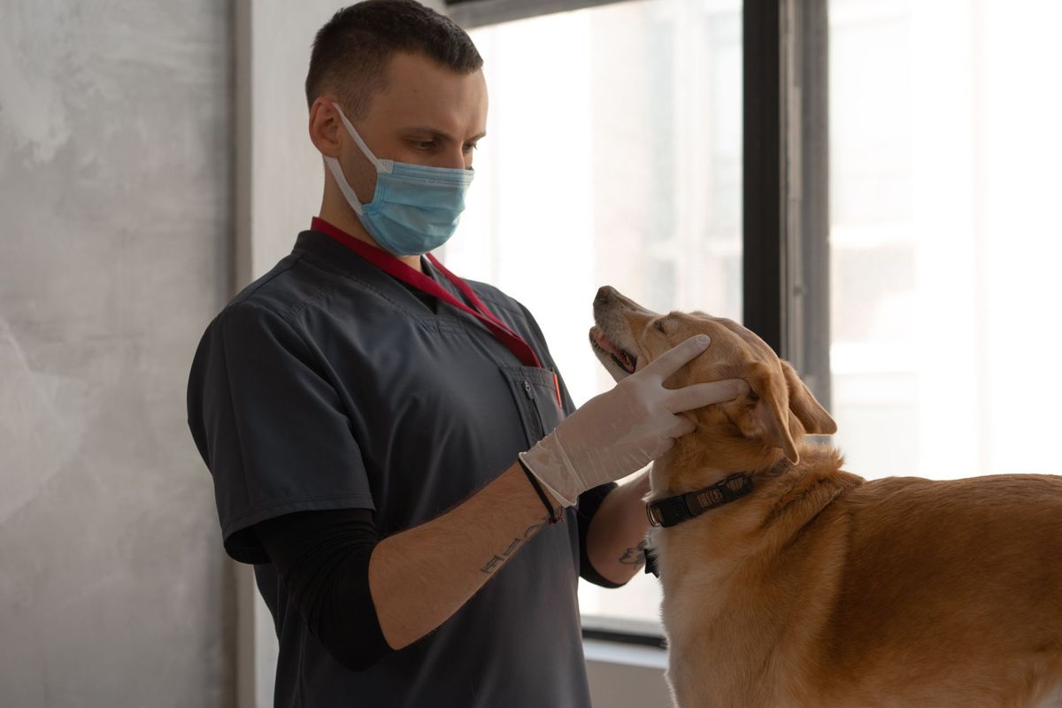 Veterinarian giving a dog a checkup